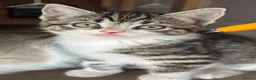 Mixed Breed cats for sale: Beautiful Kittens  - Advert 20