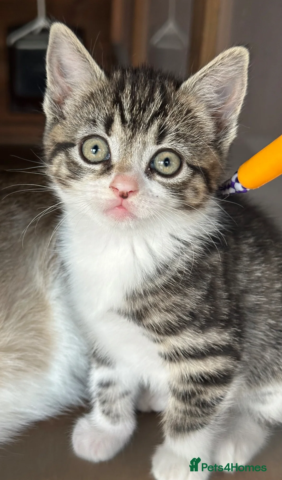 Mixed Breed cats for sale: Beautiful Kittens  - Advert 20