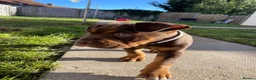 English Bulldog dogs for sale: 10 week old puppy boy  in Portsmouth - Advert 3