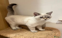 British Shorthair cats for sale: British Shorthair & Scottish Fold - Image 11