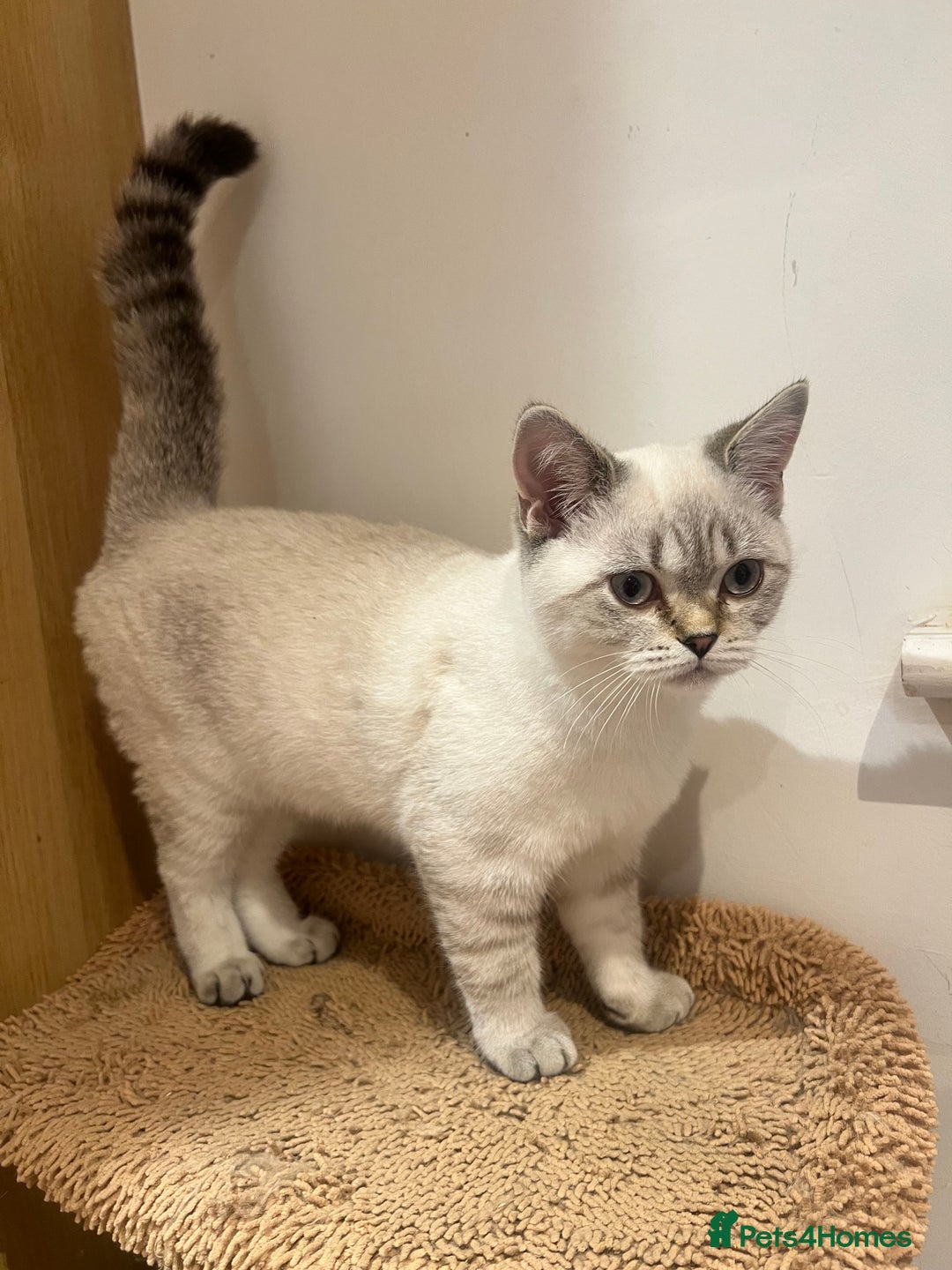 British Shorthair cats for sale: British Shorthair & Scottish Fold - Image 11