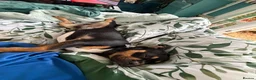 Mixed Breed dogs for sale: Rex the French Bulljack in Dunmow - Advert 2