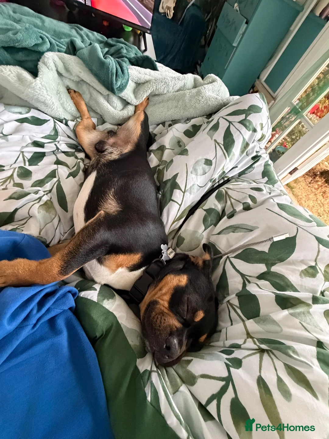 Mixed Breed dogs for sale: Rex the French Bulljack in Dunmow - Advert 2