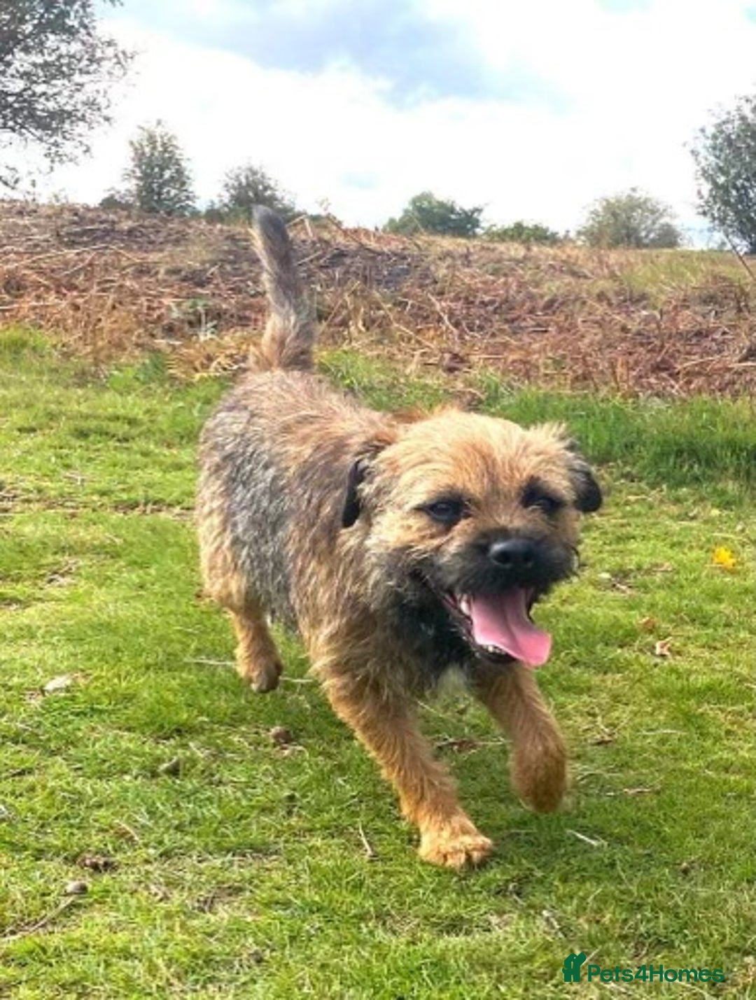 Mixed Breed dogs for sale: Corrier (Corgi X Border Terrier)  - Image 13