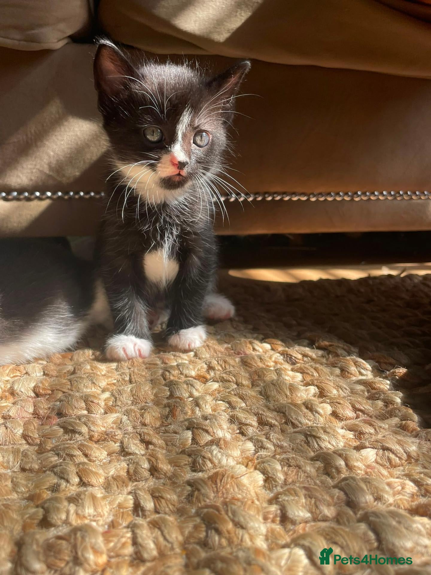 Mixed Breed cats Kittens ready for homes  - Advert 2