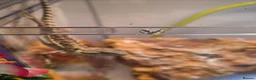 Bearded Dragon reptiles for sale: Baby bearded dragon no enclosure  - Advert 3