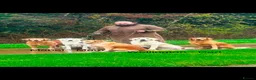 Golden Retriever dogs for sale: Stunning Cream Golden Retriever Puppies  - Advert 13