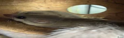 Mouse rodents for sale: 3 male African Pygmy dormice (miniature squirrel)  - Advert 2