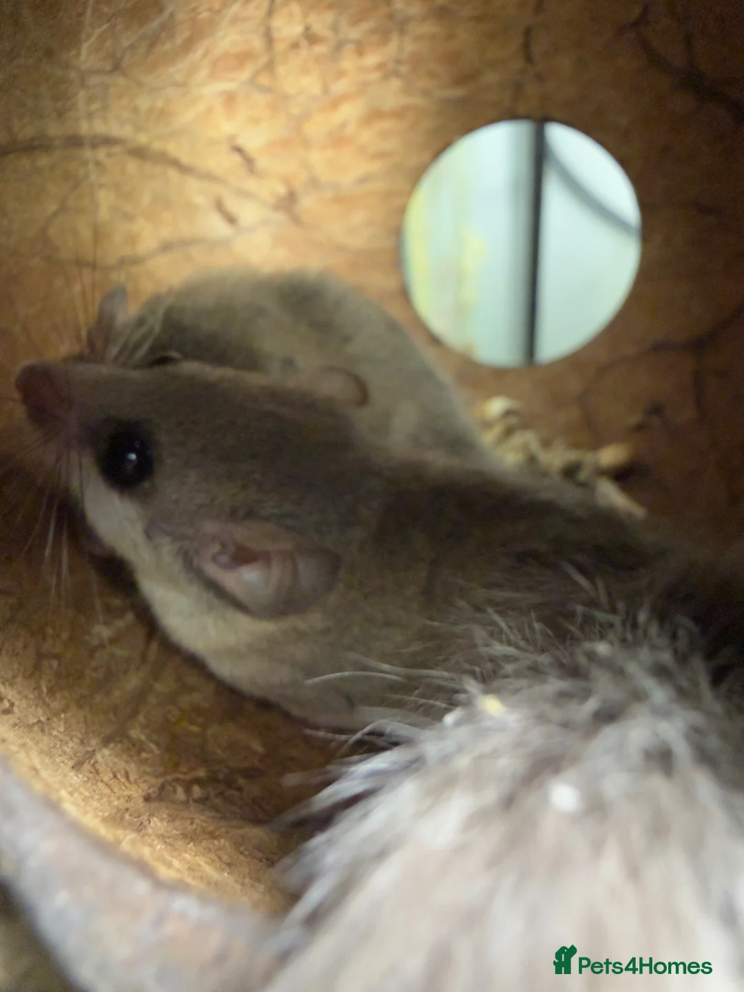 Mouse rodents for sale: 3 male African Pygmy dormice (miniature squirrel)  - Advert 2
