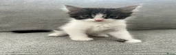 Maine Coon cats for sale: Kittens Looking for Their Forever Homes 🐾 - Advert 17