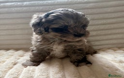 Lhasapoo dogs for sale: F2 Lhasapoo puppies - Image 9