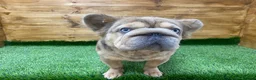 French Bulldog dogs for sale:  **  French Bulldog  in Colwyn Bay - Advert 7