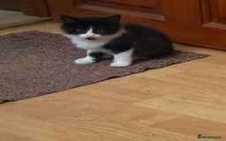 Mixed Breed cats for sale: Beautiful Black and White Kittens - Image 6