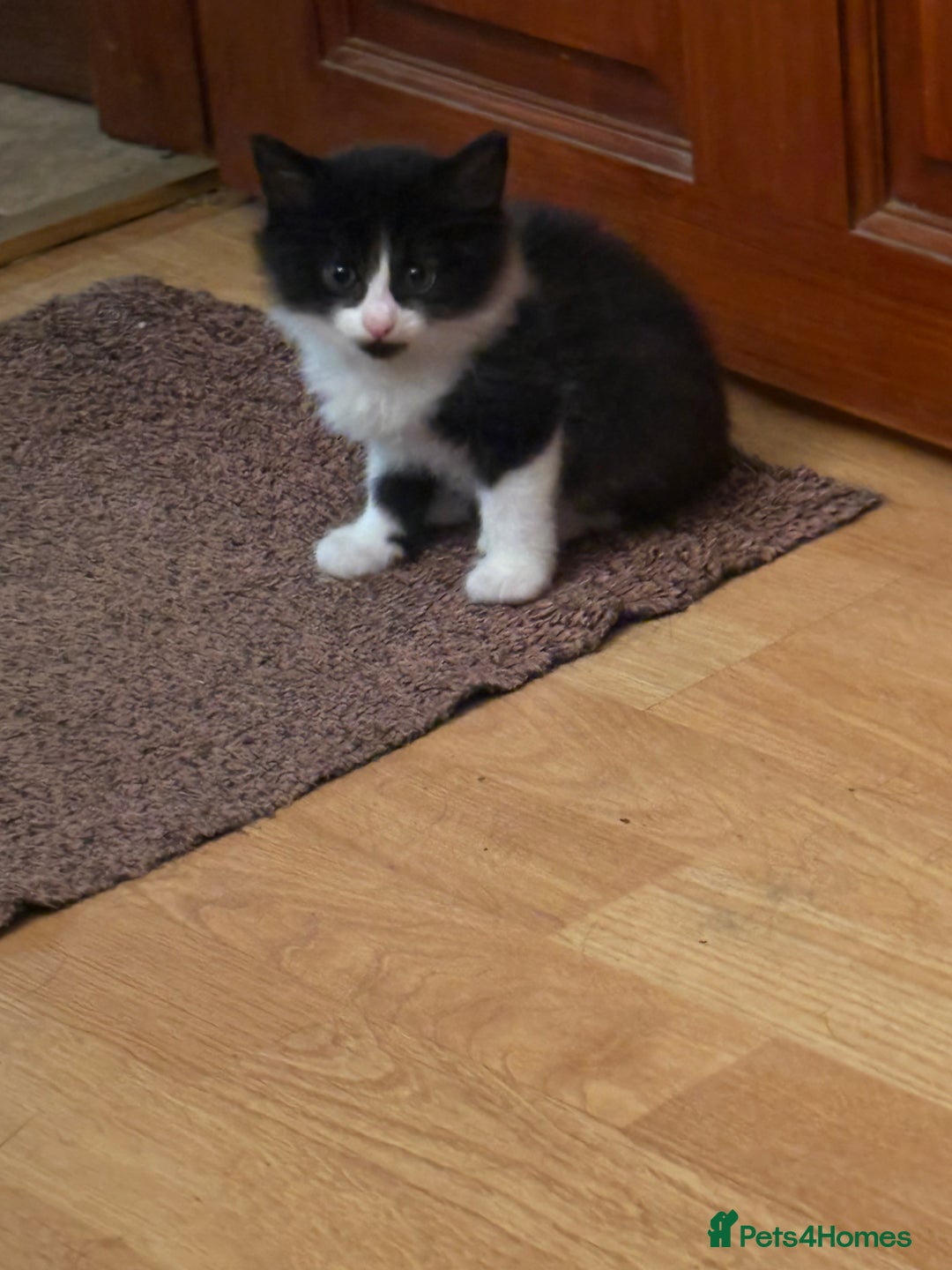 Mixed Breed cats for sale: Beautiful Black and White Kittens - Image 6