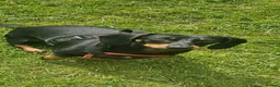 Dachshund dogs for sale: Medium sized' short legged Dachshund puppies - Advert 2