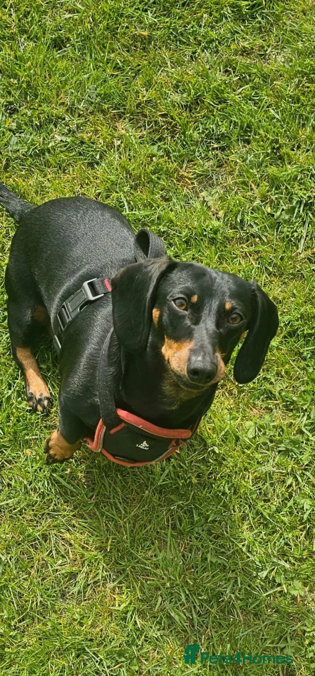 Dachshund dogs for sale: Medium sized' short legged Dachshund puppies - Advert 2