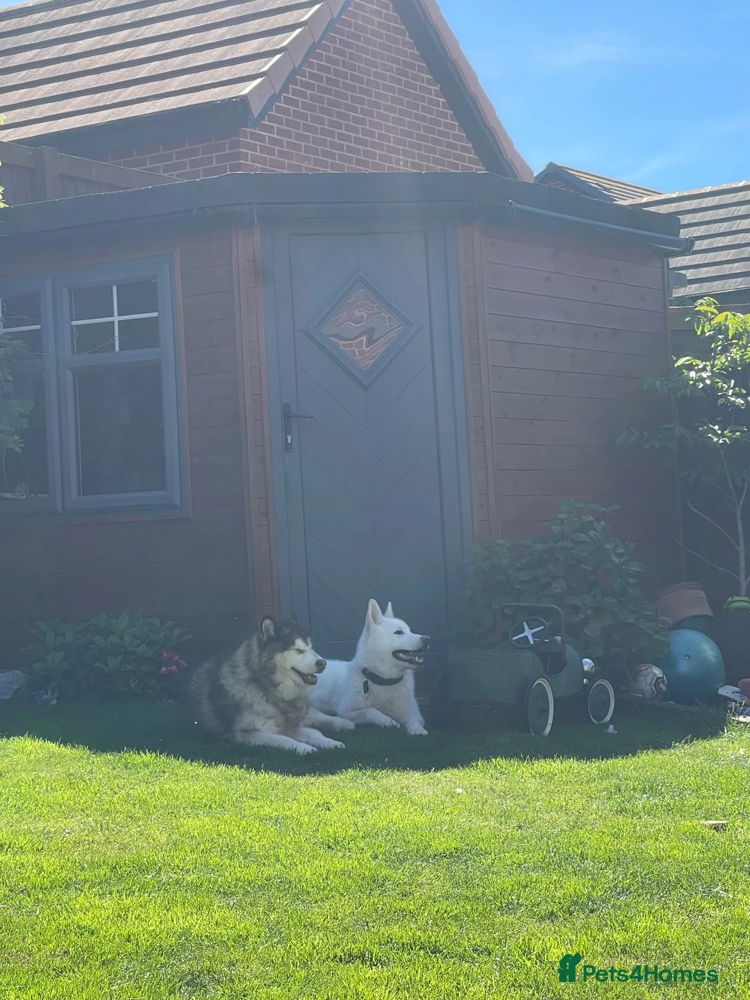 Alaskan Malamute dogs for sale: Rare full white, KC registered Alaskan malamute in Mansfield - Advert 2