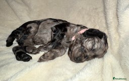 Cockapoo dogs for sale: F1 Cockapoo puppies  - Image 27