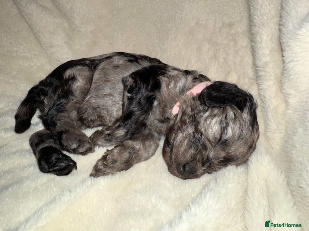 Cockapoo dogs for sale: F1 Cockapoo puppies  - Image 27