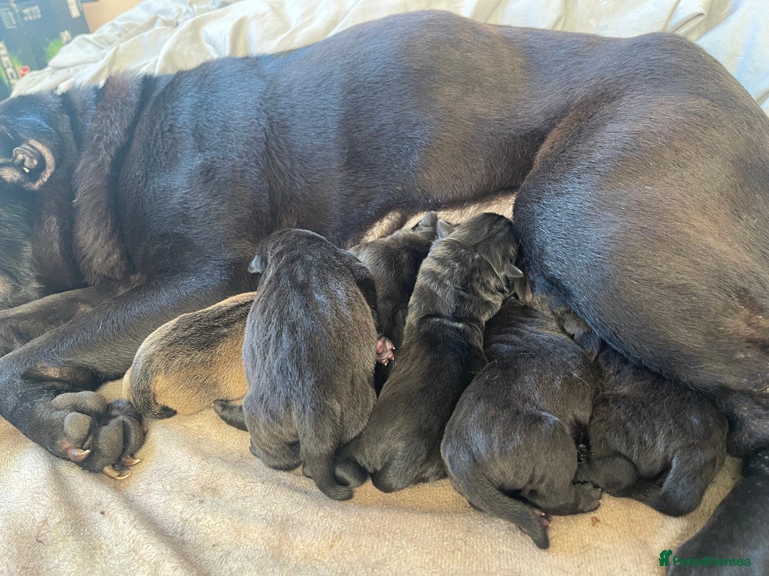 Shar Pei dogs for sale: Shar pei - Advert 1