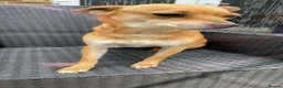 Jackshund dogs for sale: 3 beautiful dachshund x jack Russell puppies  - Advert 4