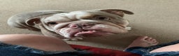 English Bulldog dogs for sale: British  bulldog for rehoming  - Advert 1
