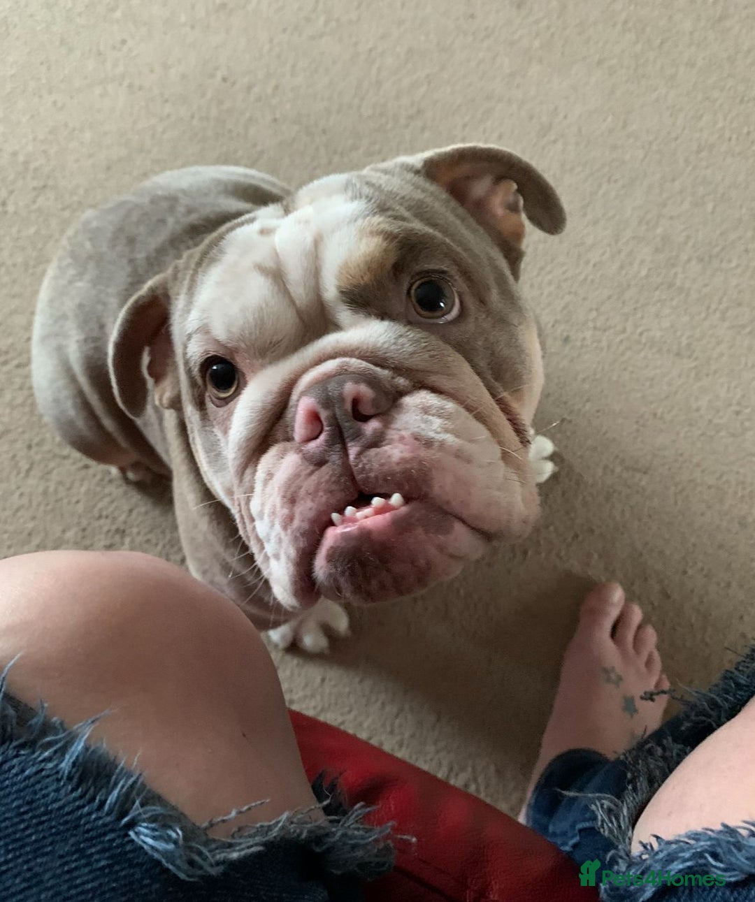 English Bulldog dogs for sale: British  bulldog for rehoming  - Advert 1