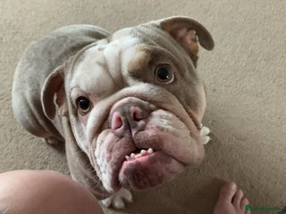English Bulldog dogs British bulldog for rehoming - Advert 1