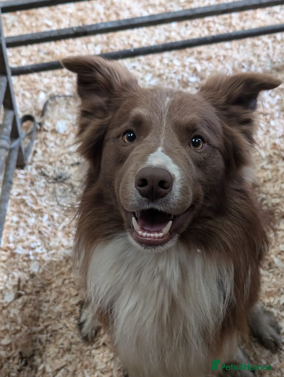 Border Collie dogs for stud: DNA cleared border collie for stud - Advert 7