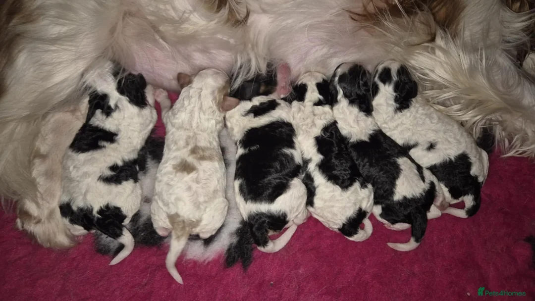 Toy Poodle dogs for stud: Health Tested Tri Toy in Birkenhead - Advert 29