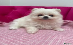 Pomeranian dogs for stud: Pierre stunning white TINY teddy Pom STUD ONLY in Romford - Image 15