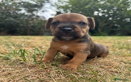 Jack Russell dogs for sale: Jack Russel terrier puppies for sale - Image 4