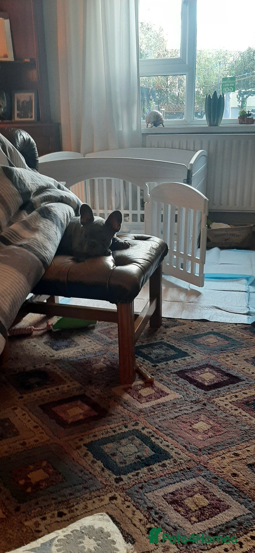 French Bulldog dogs for sale: . ffrench micro bull terrier puppy.14 weeksksks  - Image 6