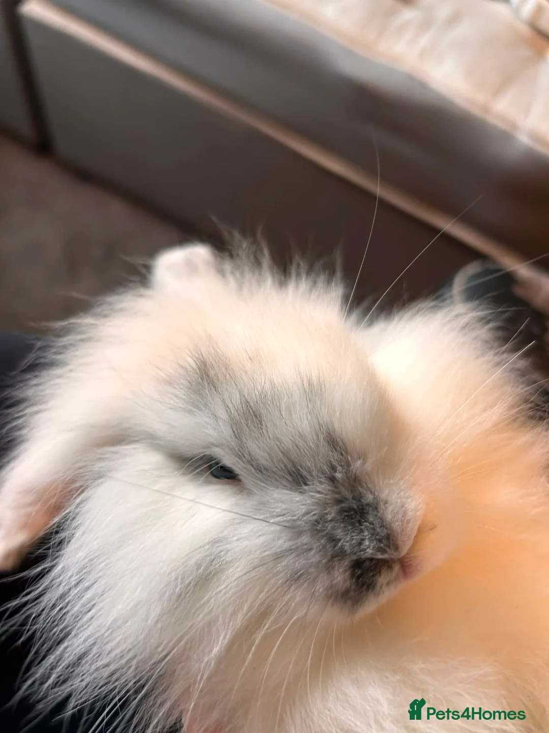 Mini Lion Lop rabbits for sale: Beautiful friendly lionlop babies - Advert 2