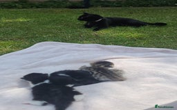 Domestic Shorthair cats for sale: Kitten for sale  - Image 7