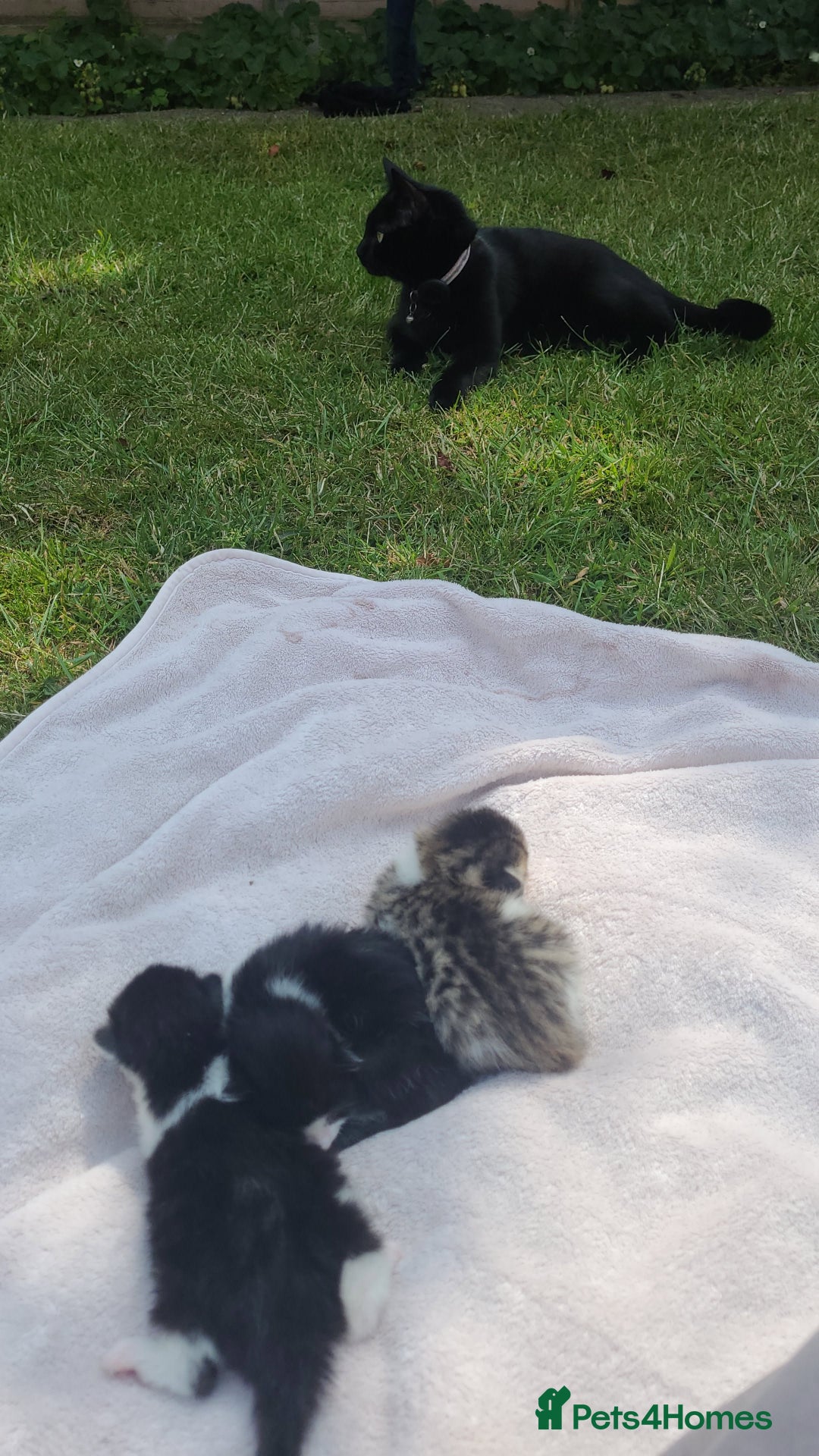 Domestic Shorthair cats for sale: Kitten for sale  - Image 7