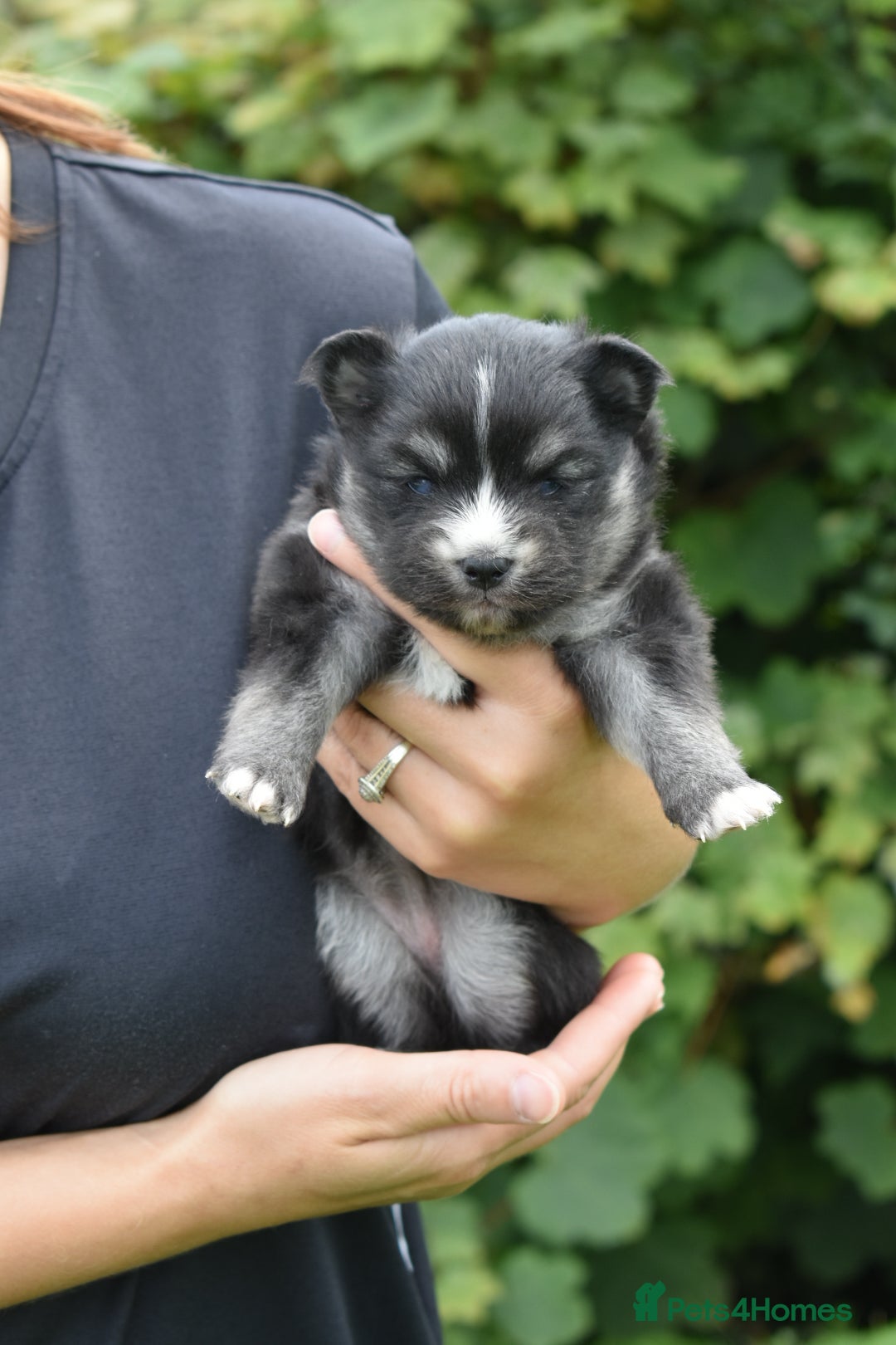 Pomsky dogs for sale: Merle Genuine Toy Size  Pomsky Puppies - Image 39