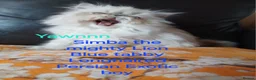 Exotic cats for sale: EXQUISITE GCCF PERSIAN EXOTIC BABIES - Advert 5