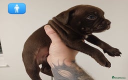 Mixed Breed dogs for sale: British Bulldog, Staffy Cross Pups - Advert 7