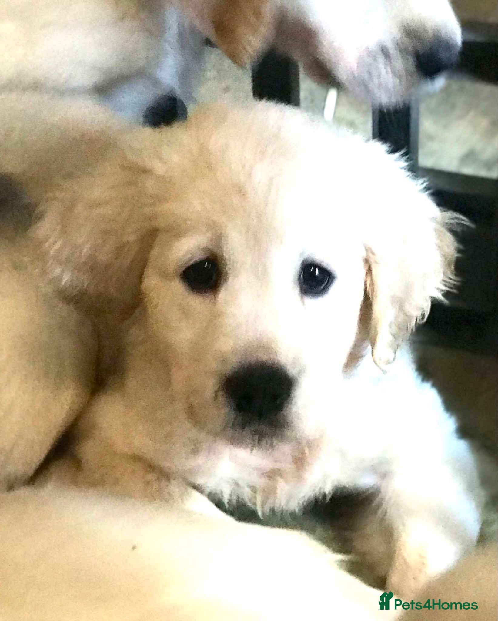 Golden Retriever dogs Championship lines puppies - Advert 1