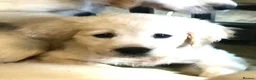 Golden Retriever dogs for sale: Championship lines puppies-ready now - Advert 5