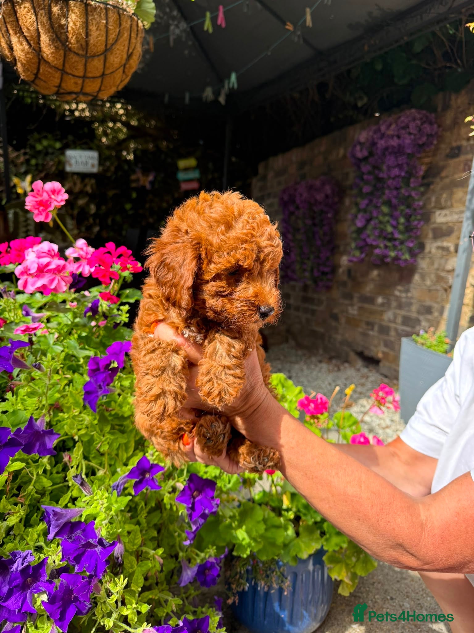 Toy Poodle dogs ✨ TOY POODLE READY TO LEAVE ❤️ - Advert 5