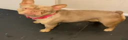 French Bulldog dogs for sale: Beautiful French Bulldog Litter  - Advert 4