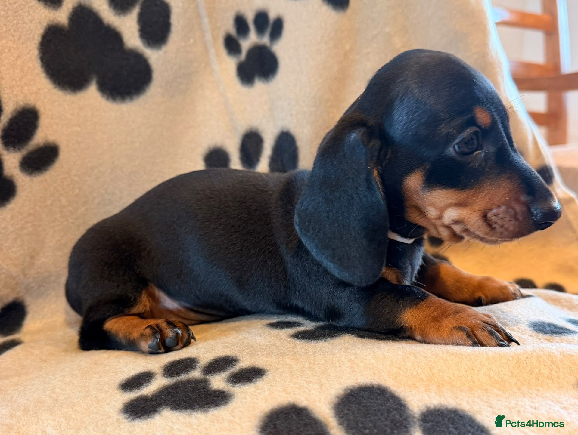 Miniature Dachshund dogs Beautiful Miniature Dachsund Puppies - Advert 2