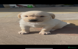 Labrador Retriever dogs for sale: Labrador pups  - Image 7