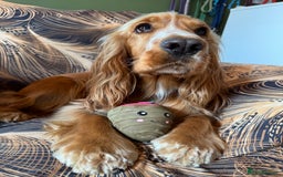 Cocker Spaniel dogs for sale: Darcy 🩷 Red Show Cocker Spaneil  - Image 3