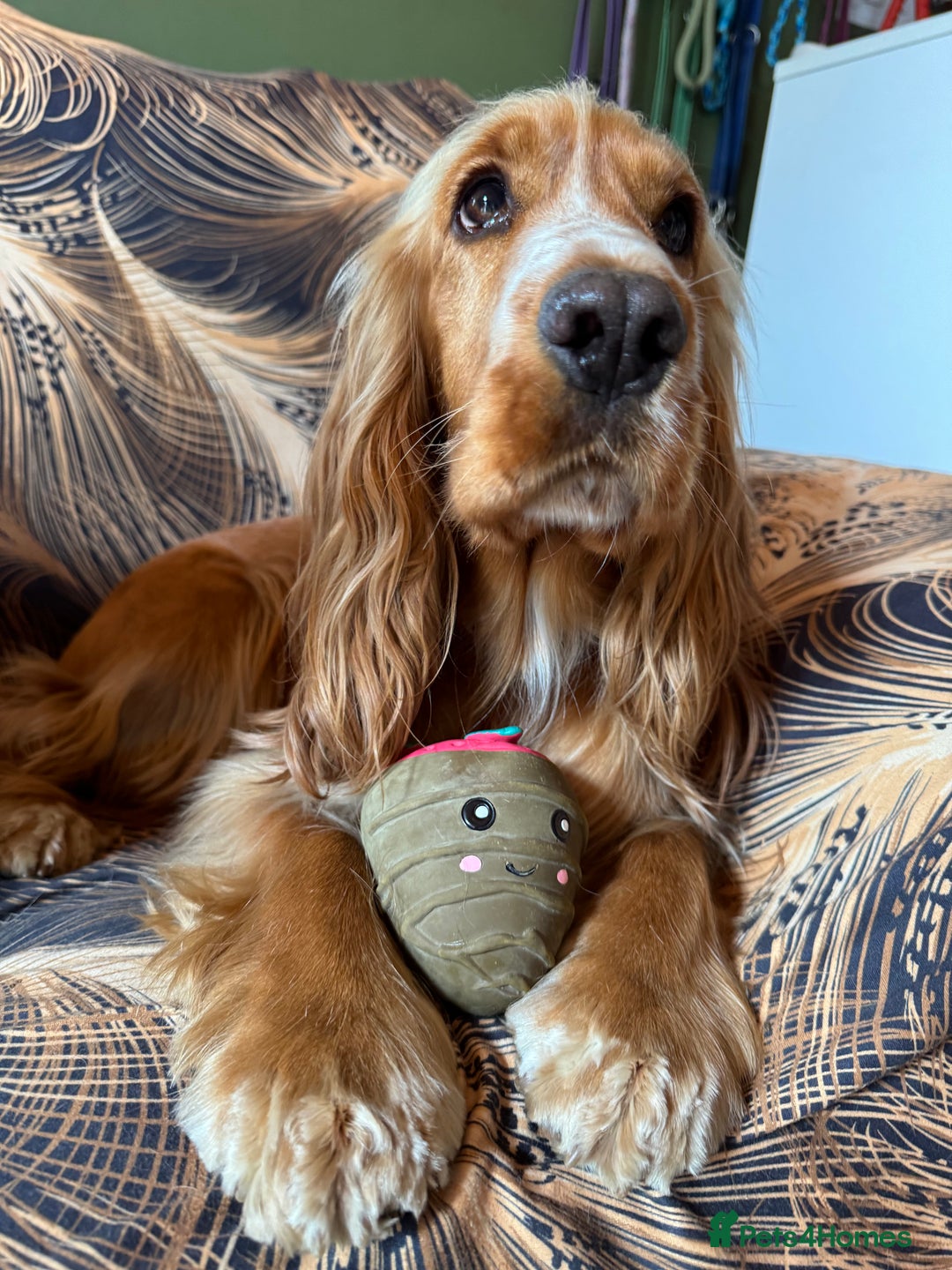 Cocker Spaniel dogs for sale: Darcy 🩷 Red Show Cocker Spaneil  - Image 3