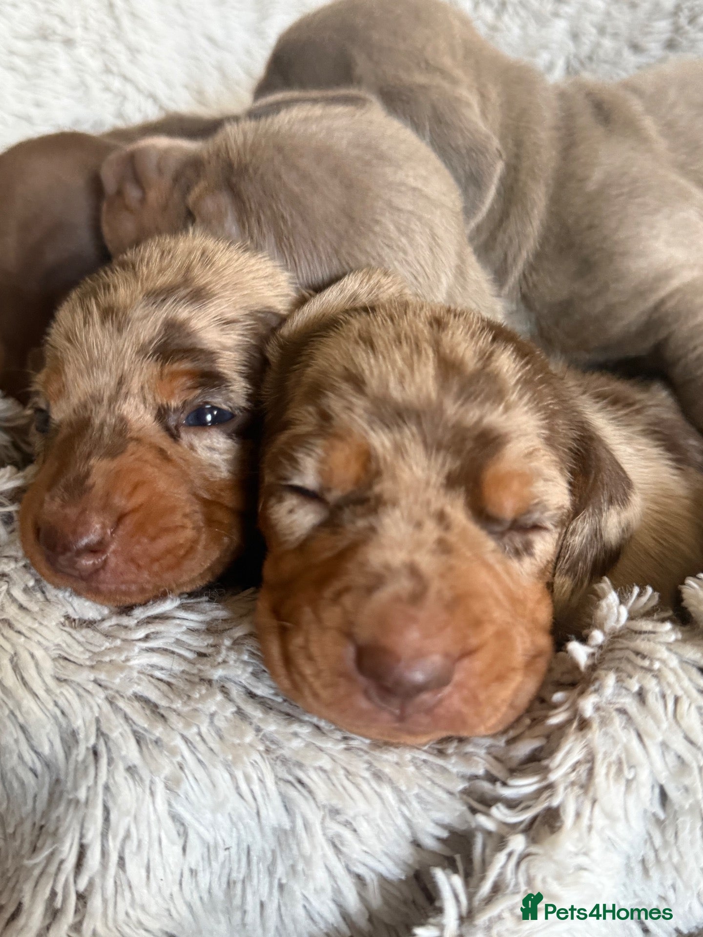 Miniature Dachshund dogs for sale: BEAUTIFUL DACHSHUND PUPPIES! - Advert 1