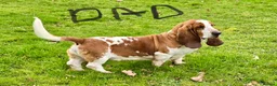 Basset Hound dogs for sale: Beautiful Basset babies due  - Advert 4
