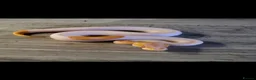 Python Snake reptiles for sale: Leopard Albino pied  in Woodbridge - Advert 1